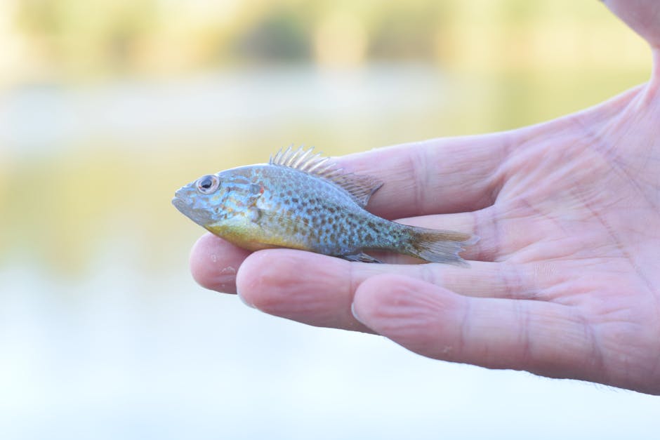 A tiny fish held gently in a human hand against an outdoor backdrop.